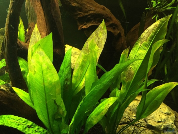 Эхинодорус амазонский аквариумное