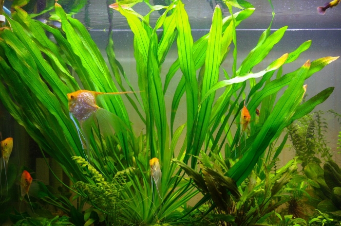 Валлиснерия гигантская аквариумное растение