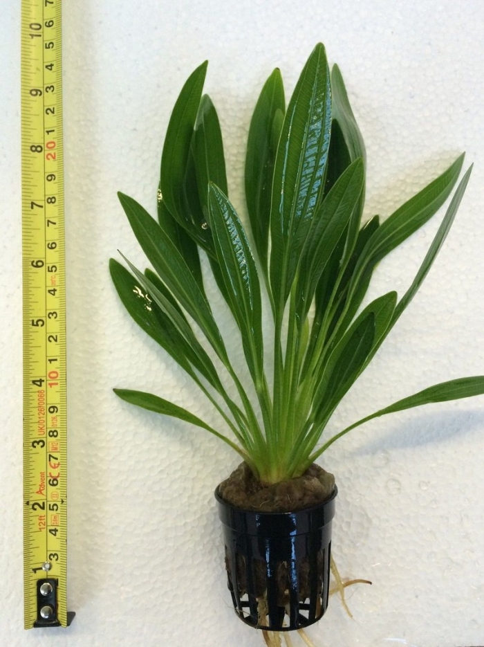 Эхинодорус уругвайский echinodorus uruguayensis