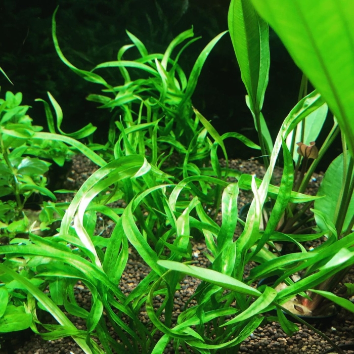 Эхинодорус везувий