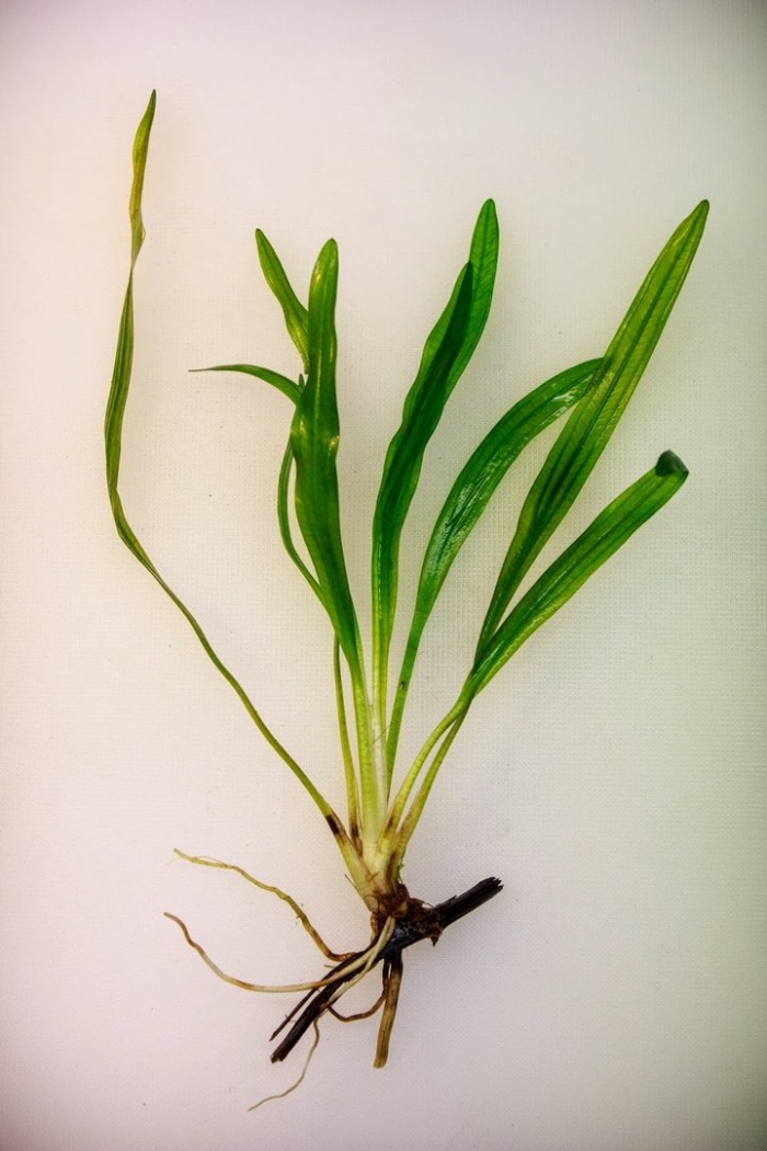 Аквариумное растение