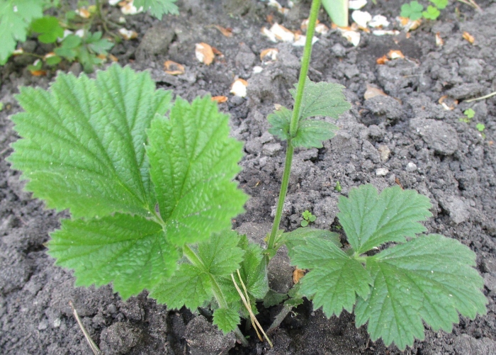 Гравилат рассада