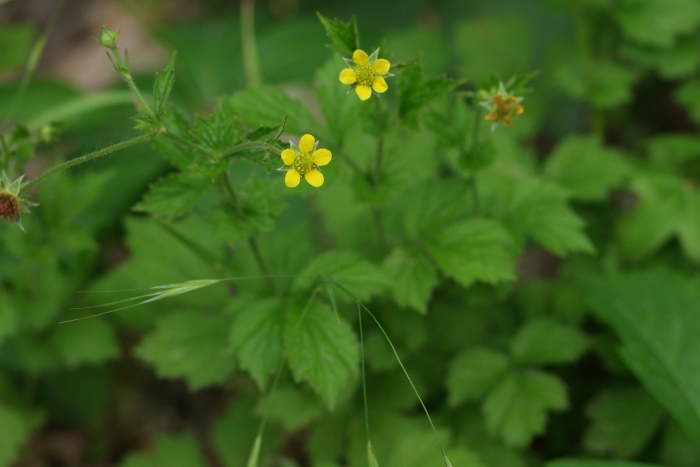Гравилат городской (geum urbanum)