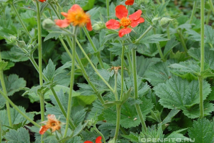 Гравилат шарлаховый кой оранжевый