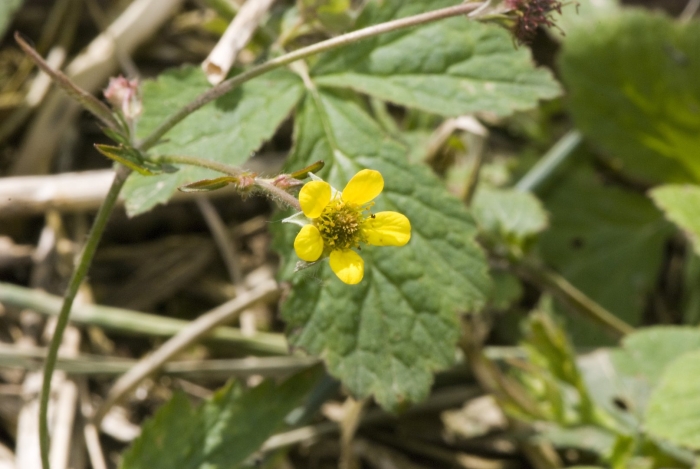 Гравилат городской трава