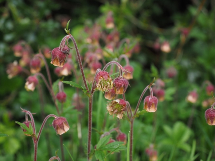 Geum rivale