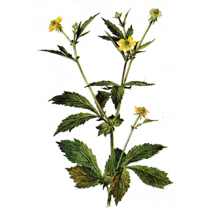 Гравилат городской корни