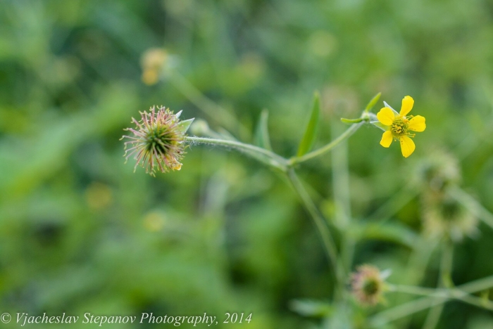 Гравилат городской (geum urbanum)
