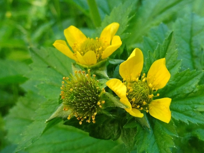 Гравилат алеппский