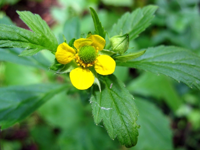 Geum urbanum