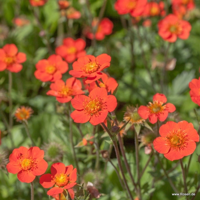 Geum coccineum