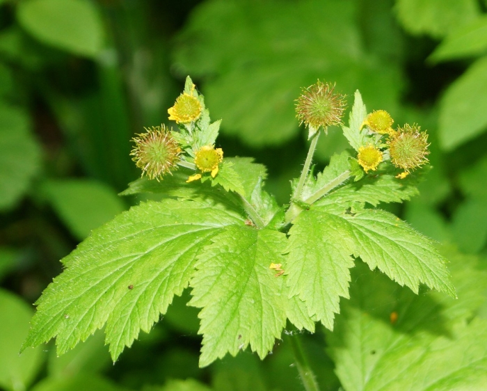 Гравилат алеппский