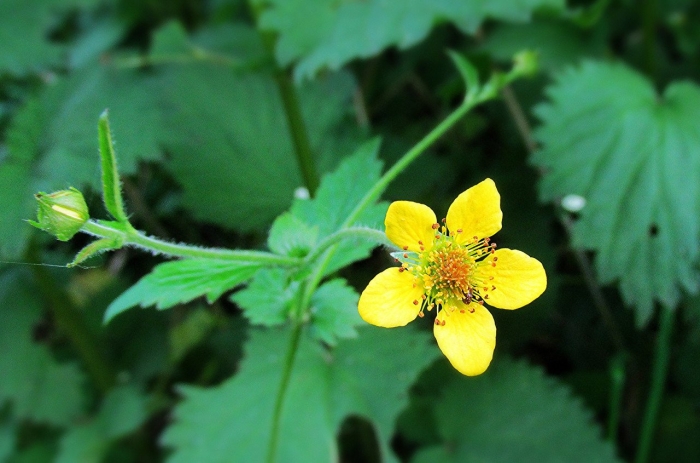 Гравилат городской