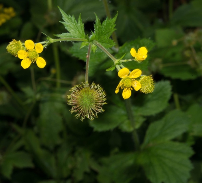 Geum laciniatum