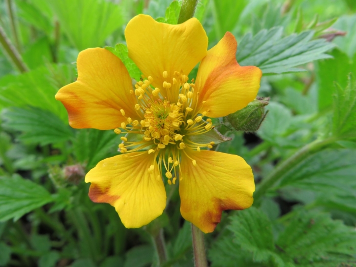 Гравилат цветок многолетник