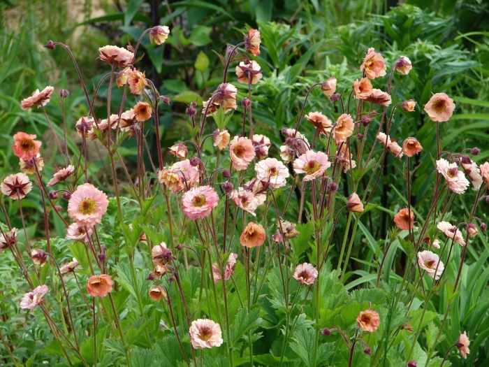 Гравилат mai tai