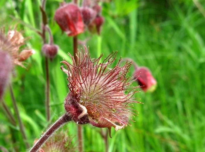 Гравилат речной