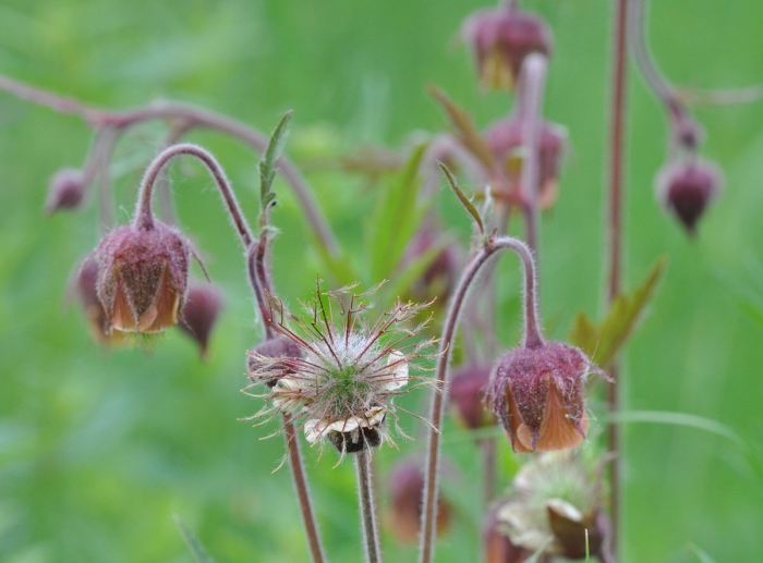 Гравилат растение