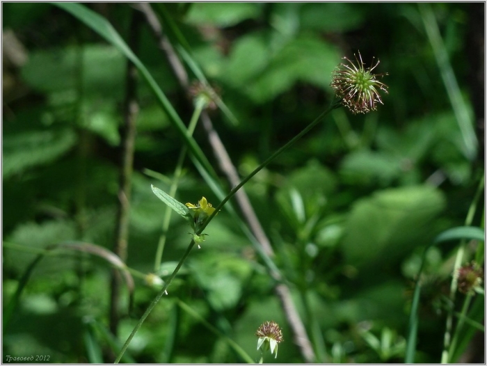 Geum bulgaricum