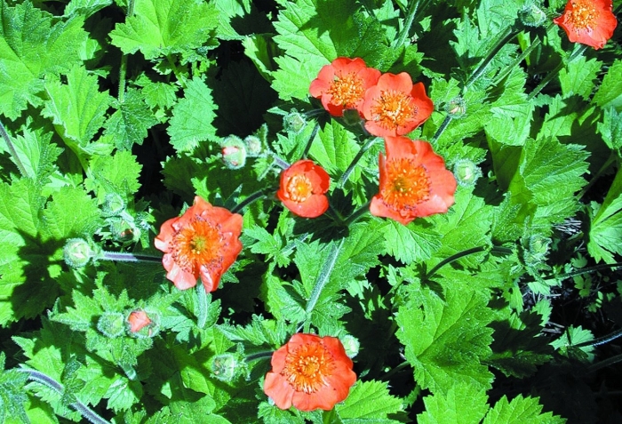 Гравилат борисий