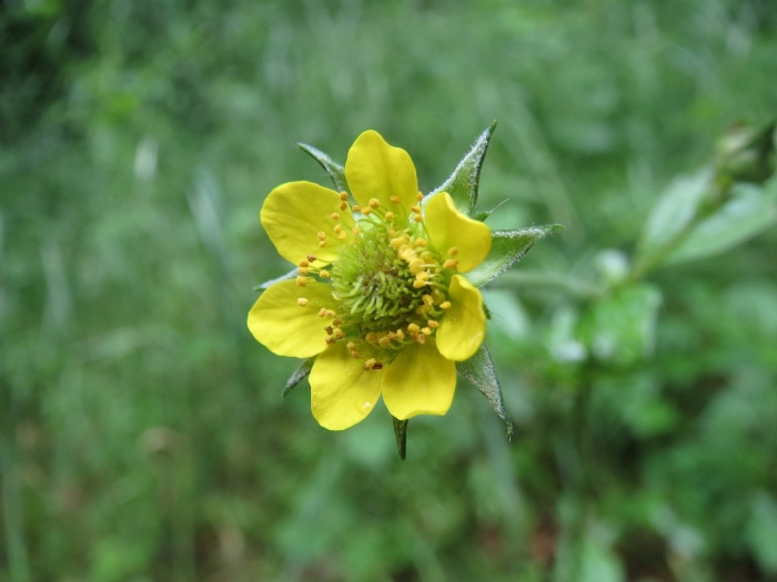 Geum aleppicum