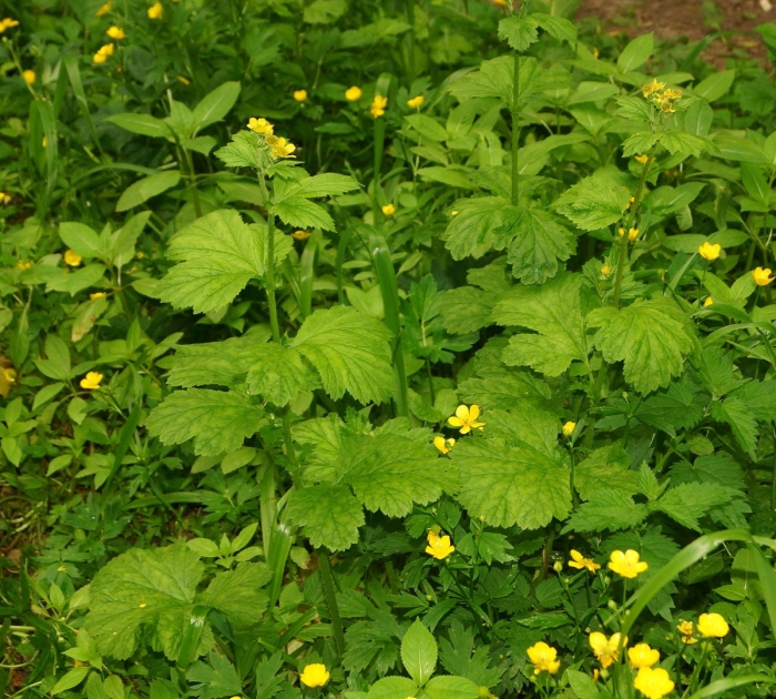 Ranunculus lanuginosus