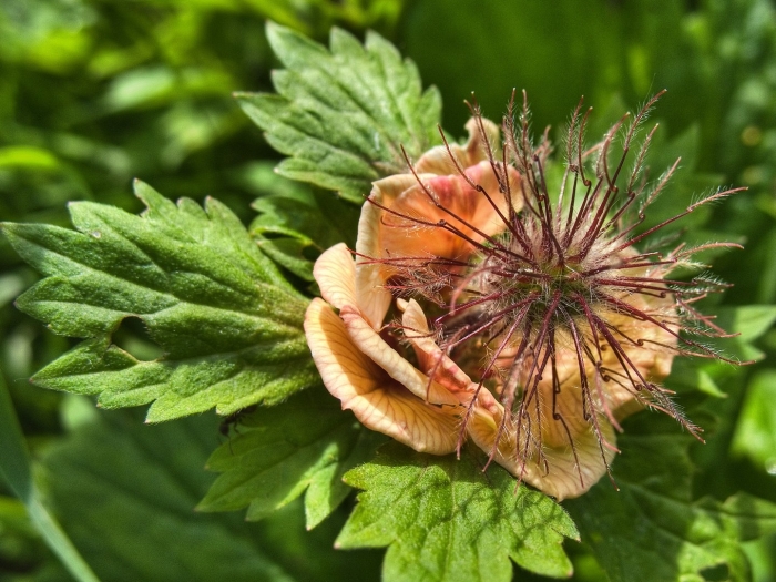 Гравилат речной