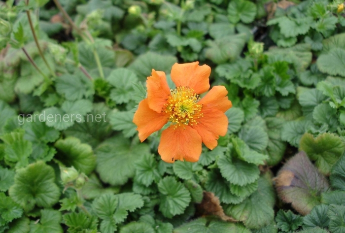 Гравилат чилийский