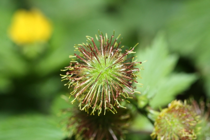 Geum urbanum