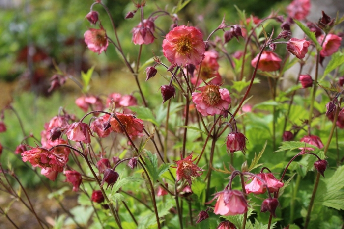 Geum magellanicum
