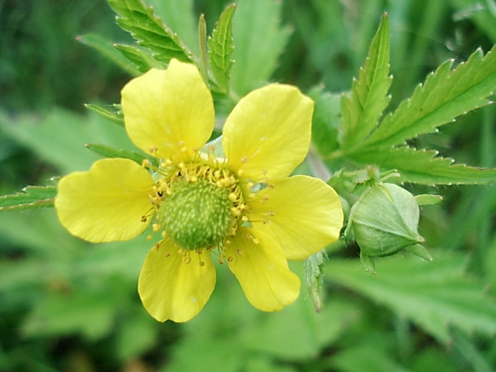 Гравилат алеппский