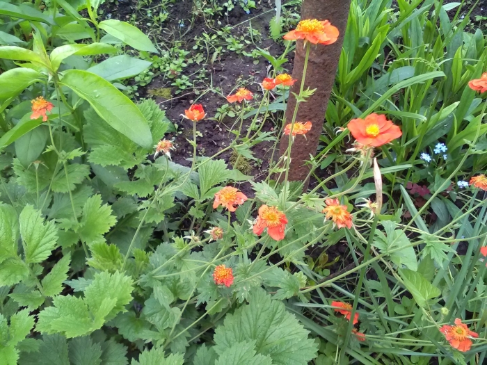 Гравилат чилийский в ландшафтном дизайне