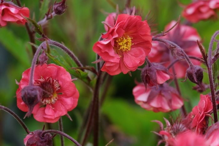Geum (гравилат) flames of passion