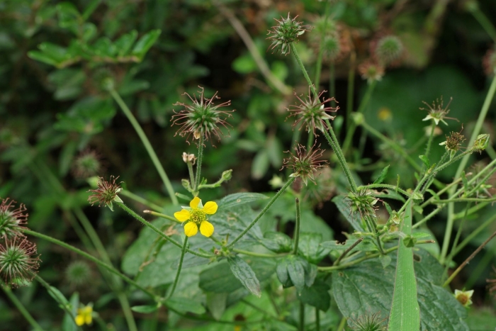 Гравилат алеппский
