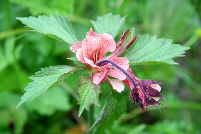 Geum pentapetalum