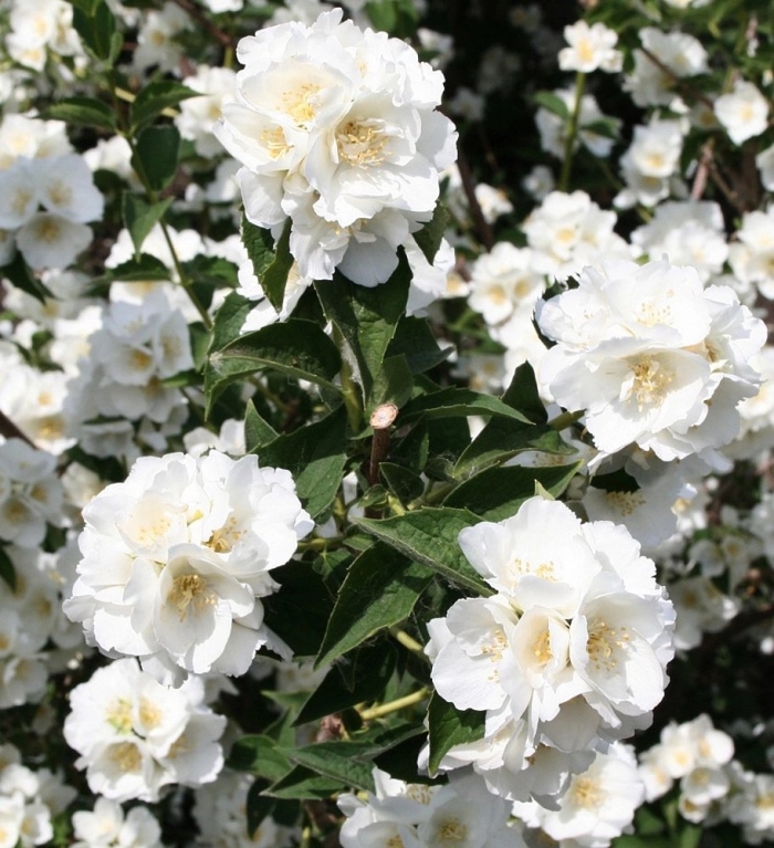 Чубушник монблан