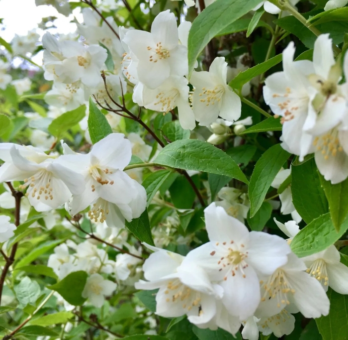 Чубушник (жасмин) воздушный десант