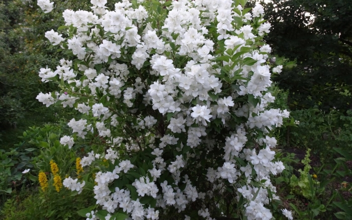 Жасмин (чубушник): эльбрус