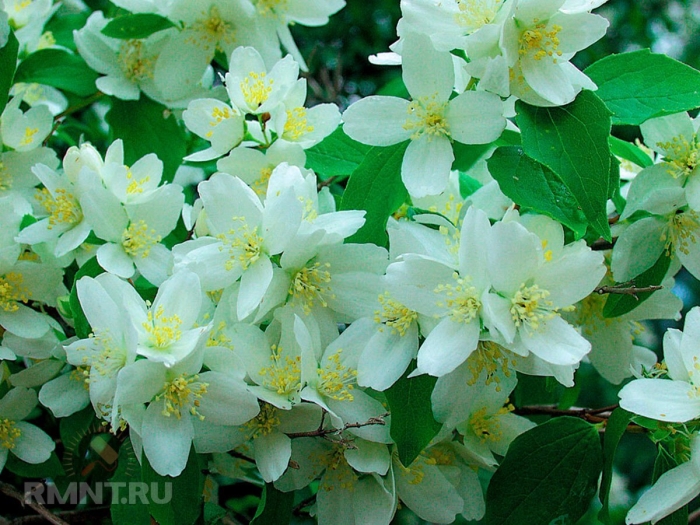 Чубушник обыкновенный жасмин
