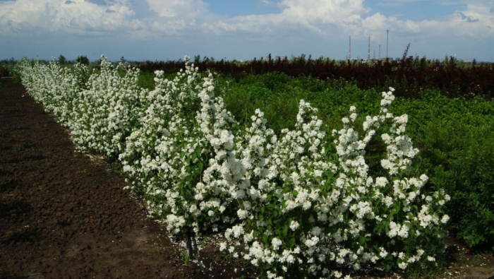 Жасмин чубушник снежная буря