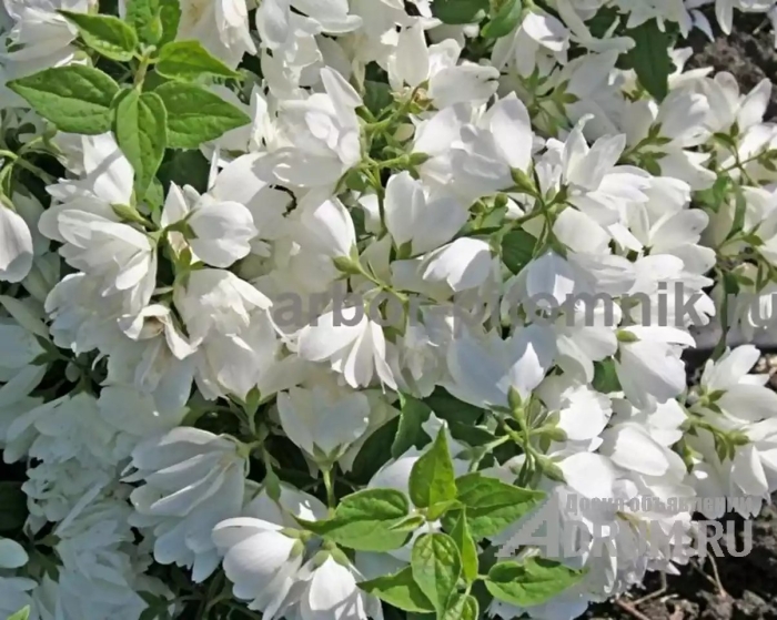Чубушник mont blanc