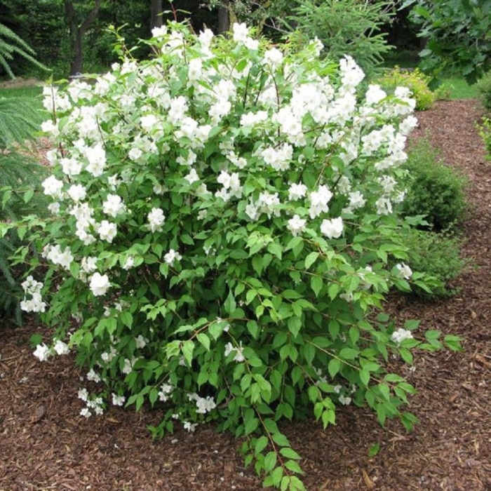 Чубушник венечный гном