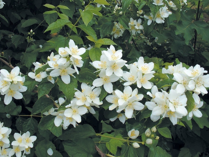 Чубушник земляничный