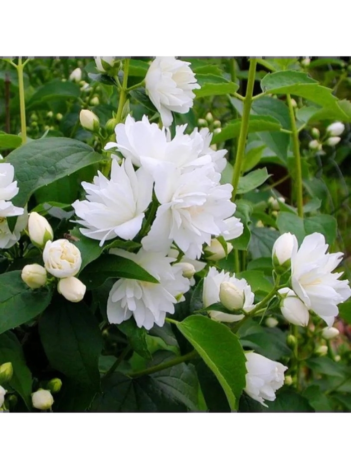 Жасмин чубушник махровый