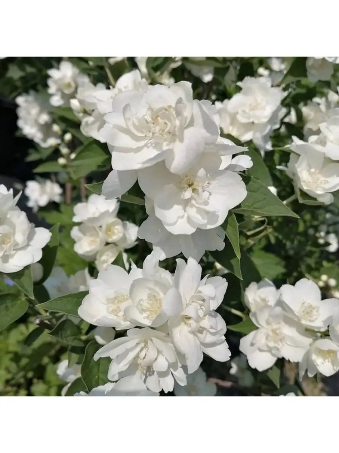 Жасмин чубушник комсомолец