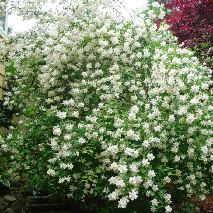 Чубушник воздушный десант