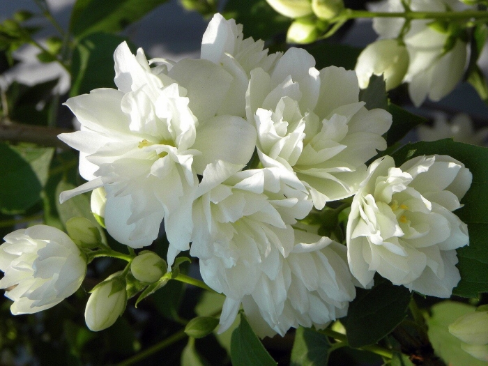 Чубушник махровый