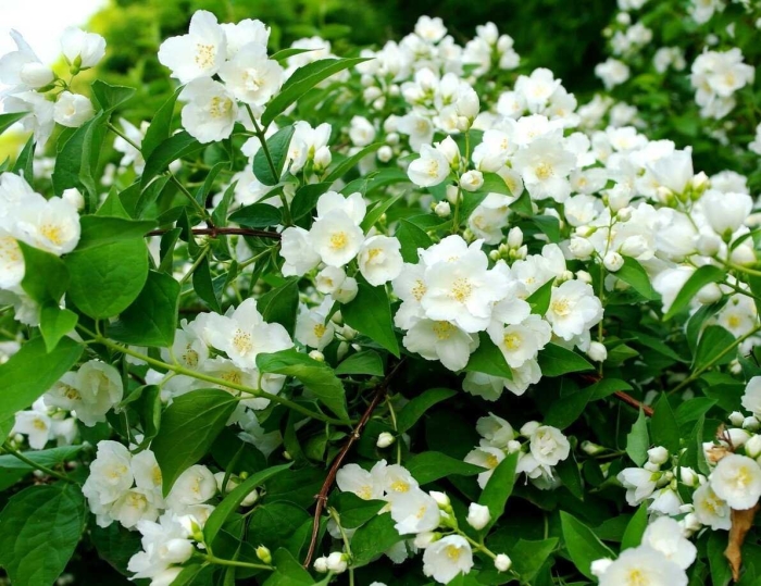 Жасмин садовый чубушник