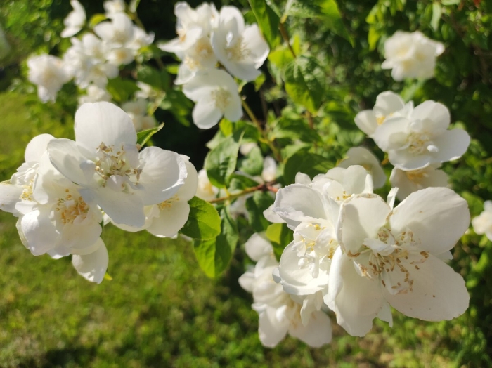 Чубушник жемчуг