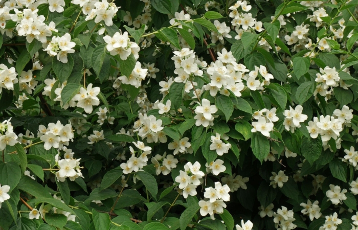 Чубушник венечный philadelphus coronarius